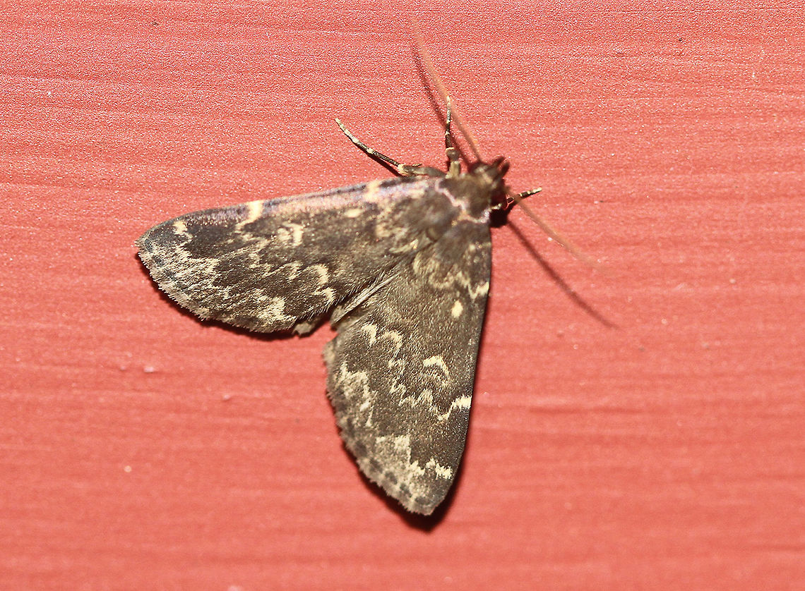 Glossy black idia - Idia lubricalis Attracted to an LED light in a rural area. Geotagged,Glossy black idia,Idia lubricalis,Moth,Moth Week 2020,Summer,United States