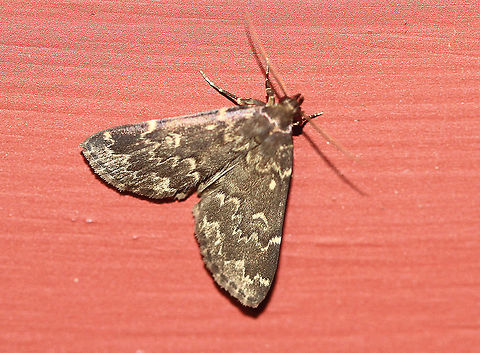 Glossy black idia - Idia lubricalis Attracted to an LED light in a rural area. Geotagged,Glossy black idia,Idia lubricalis,Moth,Moth Week 2020,Summer,United States