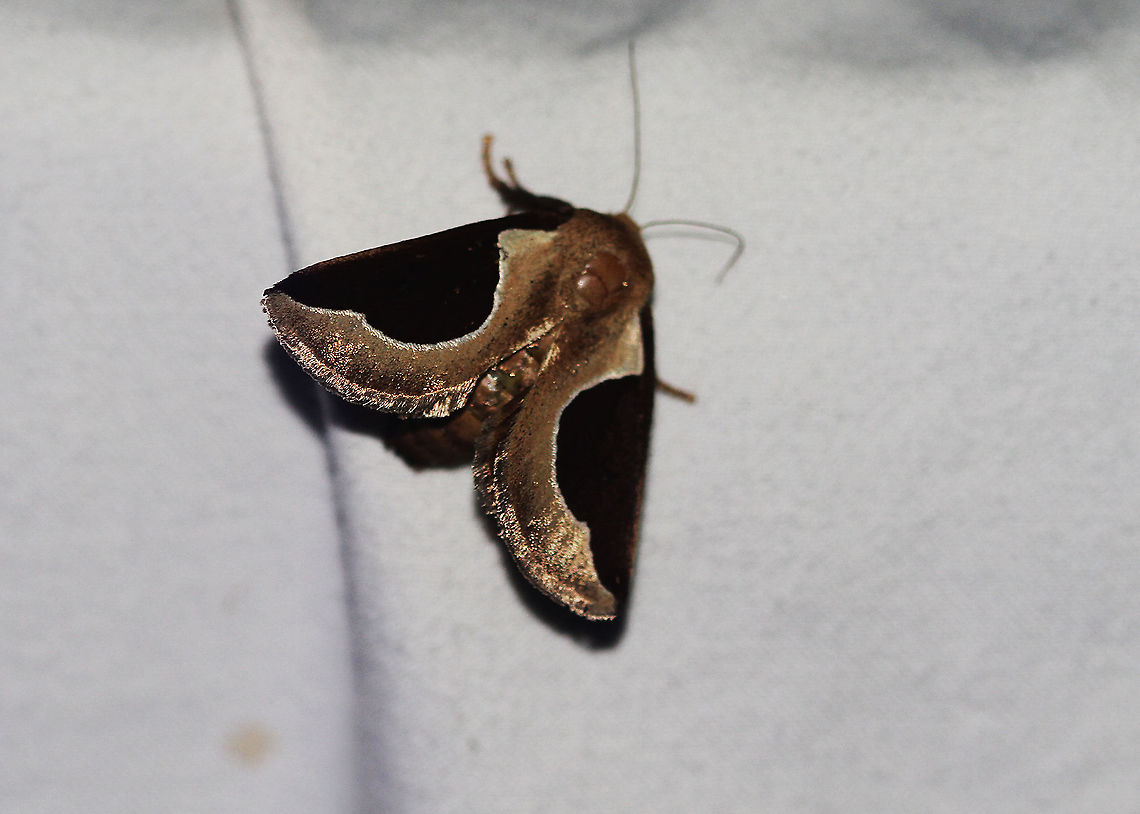 Skiff Moth - Prolimacodes badia Attracted to an LED light in a rural area. Geotagged,Moth,Moth Week 2020,Prolimacodes badia,Skiff Moth,Summer,United States