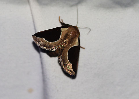 Skiff Moth - Prolimacodes badia Attracted to an LED light in a rural area. Geotagged,Moth,Moth Week 2020,Prolimacodes badia,Skiff Moth,Summer,United States