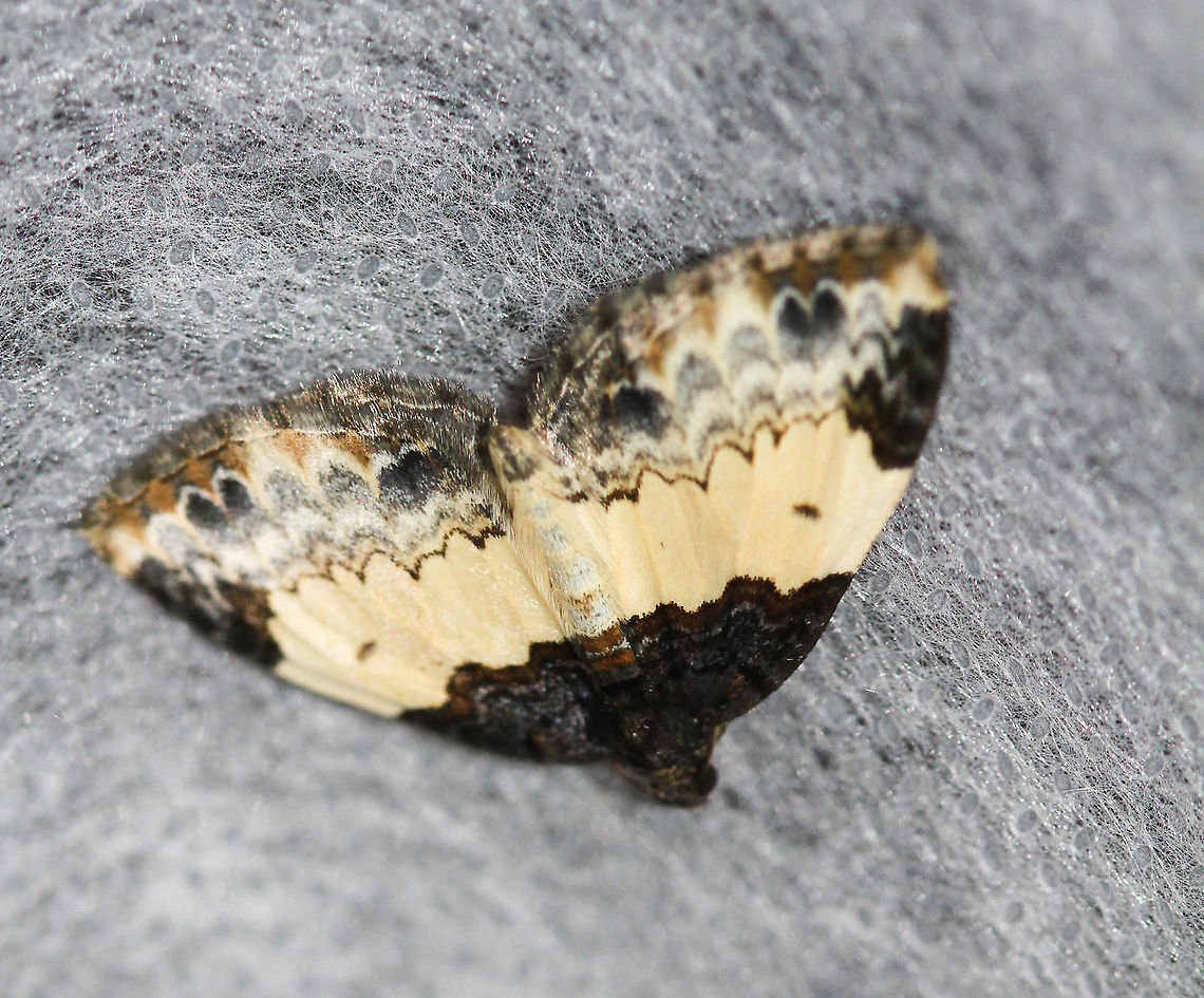 White-ribboned Carpet  Geotagged,Mesoleuca ruficillata,Moth Week 2020,Summer,United States,White-ribboned Carpet