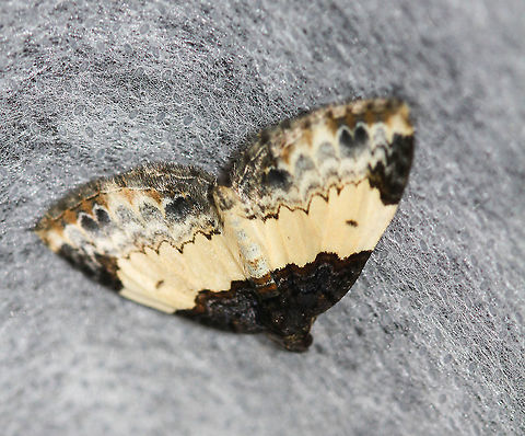 White-ribboned Carpet  Geotagged,Mesoleuca ruficillata,Moth Week 2020,Summer,United States,White-ribboned Carpet