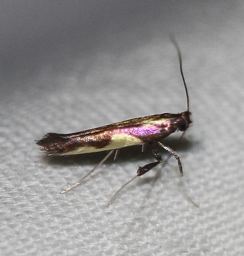Maple Caloptilia Moth - Caloptilia bimaculatella Attracted to an LED light in a rural area. Caloptilia bimaculatella,Geotagged,Maple Caloptilia Moth,Moth,Moth Week 2020,Summer,United States