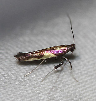 Maple Caloptilia Moth - Caloptilia bimaculatella Attracted to an LED light in a rural area. Caloptilia bimaculatella,Geotagged,Maple Caloptilia Moth,Moth,Moth Week 2020,Summer,United States