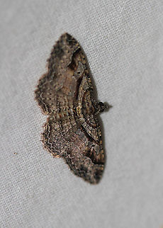 Bent-line Carpet Moth - Costaconvexa centrostringaria Attracted to an LED light in a rural area. Bent-line Carpet Moth,Costaconvexa centrostrigaria,Geotagged,Moth,Moth Week 2020,Summer,United States