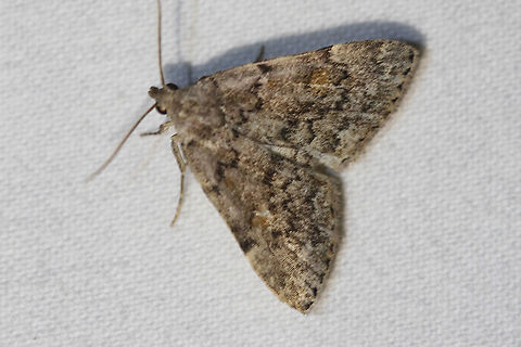 Common Idia - Idia aemula Attracted to an LED light in a rural area. Common Idia,Geotagged,Idia aemula,Moth,Moth Week 2020,Summer,United States
