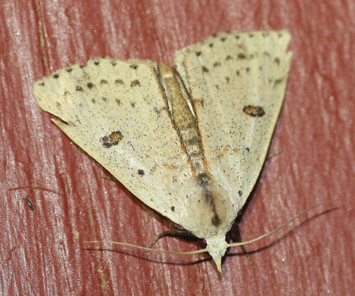 Deadwood Borer Moth - Scolecocampa liburna Attracted to an LED light in a rural area. Deadwood Borer Moth,Geotagged,Moth,Moth Week 2020,Scolecocampa liburna,Summer,United States