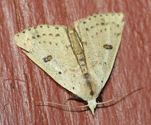 Deadwood Borer Moth - Scolecocampa liburna Attracted to an LED light in a rural area. Deadwood Borer Moth,Geotagged,Moth,Moth Week 2020,Scolecocampa liburna,Summer,United States