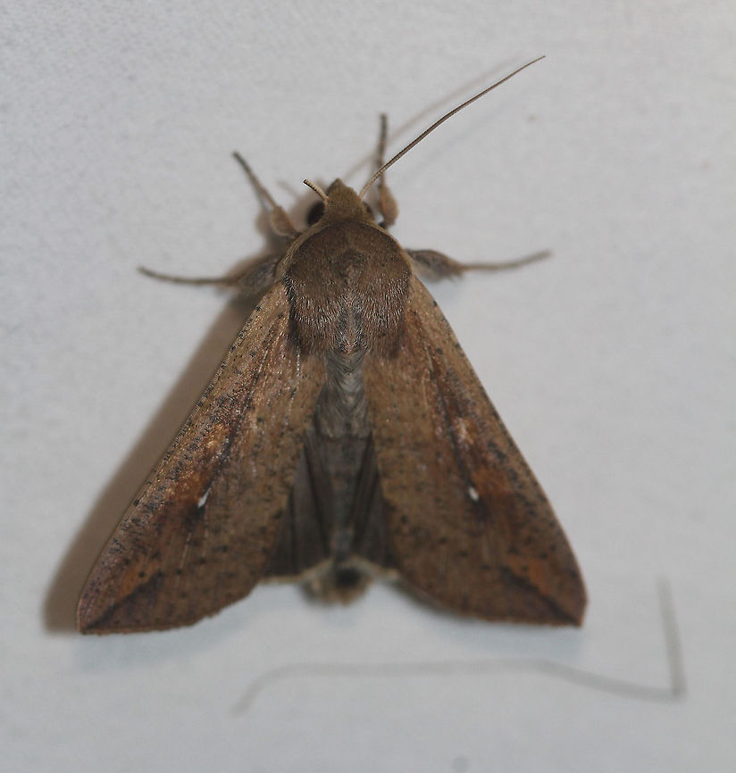 White-speck Moth - Mythimna unipuncta Attracted to an LED light in a rural area. Geotagged,Moth,Moth Week 2020,Mythimna unipuncta,Summer,United States,White-speck