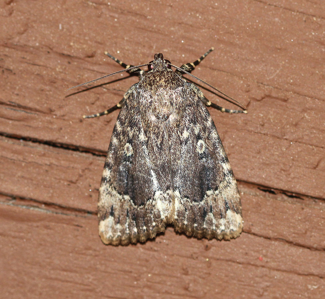 Copper underwing - Amphipyra pyramidea Attracted to an LED light in a rural area. Amphipyra pyramidea,Copper underwing,Geotagged,Moth,Moth Week 2020,Summer,United States