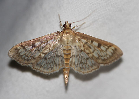 Zigzag Herpetogramma - Herpetogramma thestealis Attracted to an LED light in a rural area. Geotagged,Herpetogramma thestealis,Moth,Moth Week 2020,Summer,United States,Zigzag Herpetogramma