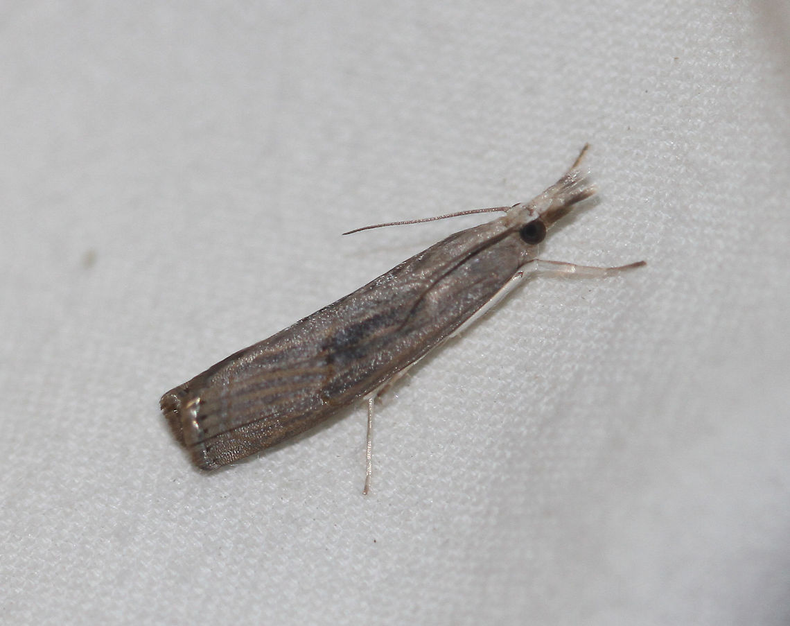Bluegrass Webworm Moth - Parapediasia teterrellus Attracted to an LED light in a rural area. Bluegrass Webworm Moth,Geotagged,Moth,Moth Week 2020,Parapediasia teterrellus,Summer,United States