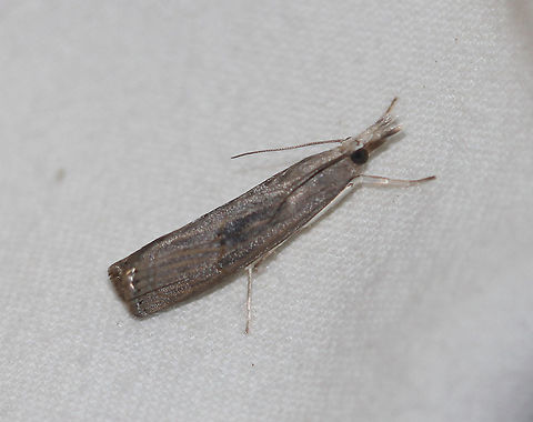 Bluegrass Webworm Moth - Parapediasia teterrellus Attracted to an LED light in a rural area. Bluegrass Webworm Moth,Geotagged,Moth,Moth Week 2020,Parapediasia teterrellus,Summer,United States