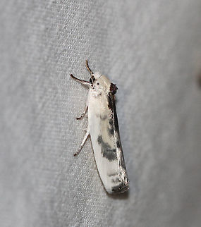 Schlaeger’s Fruitworm Moth - Antaeotricha schlaegeri Attracted to an LED light in a rural area. Antaeotricha schlaegeri,Geotagged,Moth,Moth Week 2020,Schlaeger's fruitworm moth,Summer,United States