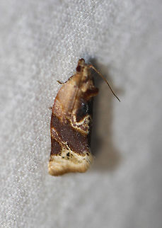 Red-banded Leafroller Moth - Argyrotaenia velutinana Attracted to an LED light in a rural area. Argyrotaenia velutinana,Geotagged,Moth,Moth Week 2020,Red-banded leafroller moth,Summer,United States