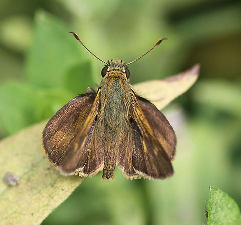 Northern Broken Dash - Wallengrenia egeremet Found in a garden consisting of native plants in a rural area. Butterfly,Geotagged,Northern broken dash,Summer,United States,Wallengrenia egeremet