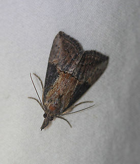 Green Cloverworm - Hypena scabra Attracted to an LED light in a rural area. Geotagged,Green Cloverworm,Hypena scabra,Moth,Moth Week 2020,Summer,United States