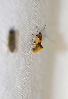Orange-headed Epicallima Moth - Epicallima argenticinctella Attracted to an LED light in a rural area. Epicallima argenticinctella,Geotagged,Moth,Moth Week 2020,Orange-headed Epicallima Moth,Summer,United States