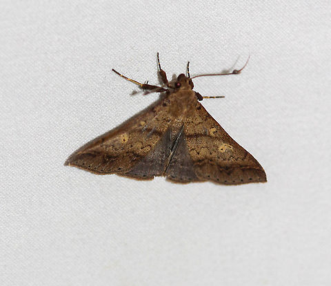 Discolored Renia Moth - Renia discoloralis Attracted to an LED light in a rural area. Discolored Renia Moth,Geotagged,Moth,Moth Week 2020,Renia discoloralis,Summer,United States