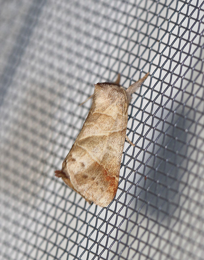 Angle-lined Prominent Moth - Clostera inclusa Attracted to an LED light in a rural area. Angle-lined Prominent Moth,Clostera inclusa,Geotagged,Moth,Moth Week 2020,Summer,United States