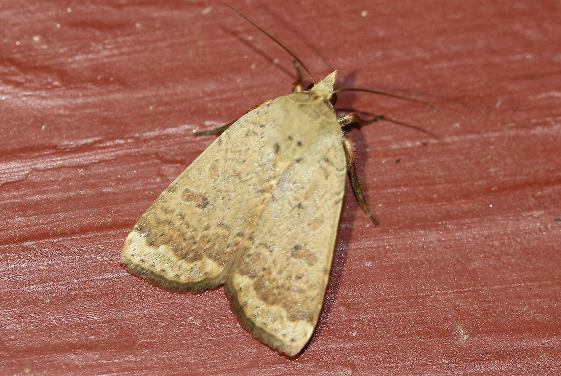 Greater Red dart Moth - Abagrotis alternata Attracted to an LED light in a rural area. Abagrotis alternata,Geotagged,Greater red dart moth,Moth,Moth Week 2020,Summer,United States