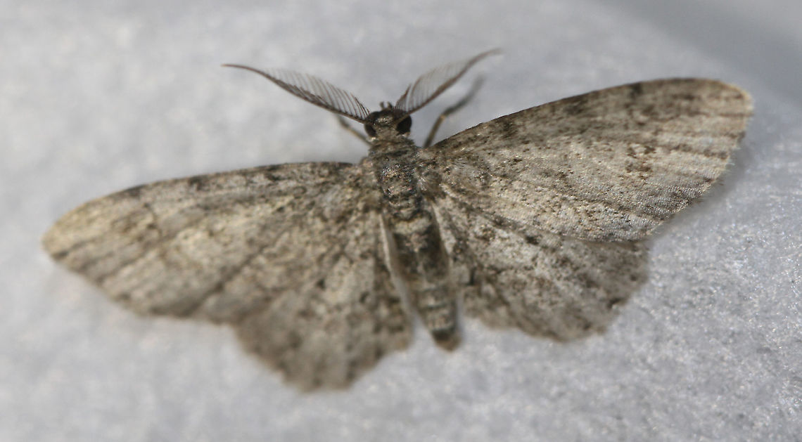 Texas Gray Moth - Glenoides texanaria Attracted to an LED light in a rural area. Geotagged,Glenoides texanaria,Moth,Moth Week 2020,Summer,Texas Gray Moth,United States