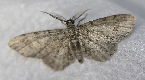 Texas Gray Moth - Glenoides texanaria Attracted to an LED light in a rural area. Geotagged,Glenoides texanaria,Moth,Moth Week 2020,Summer,Texas Gray Moth,United States