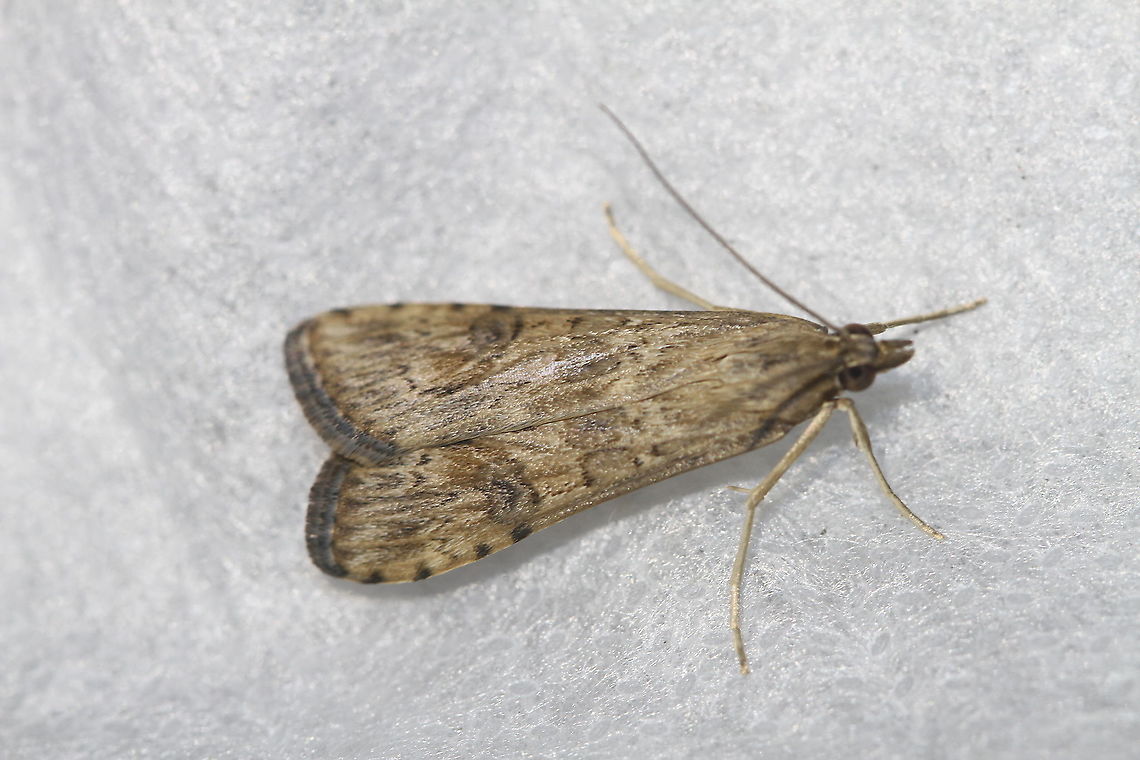 Lucerne Moth - Nomophila nearctica Attracted to an LED light in a rural area. Geotagged,Lucerne moth,Moth,Moth Week 2020,Nomophila nearctica,Summer,United States