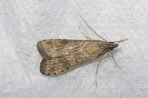 Lucerne Moth - Nomophila nearctica Attracted to an LED light in a rural area. Geotagged,Lucerne moth,Moth,Moth Week 2020,Nomophila nearctica,Summer,United States