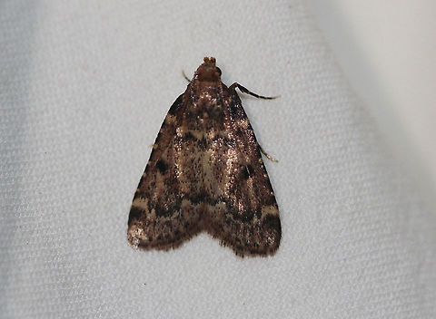 Pink-masked Pyralid Moth - Aglossa disciferalis  Attracted to an LED light in a rural area. Aglossa disciferalis,Geotagged,Moth,Moth Week 2020,Pink-masked Pyralid Moth,Summer,United States