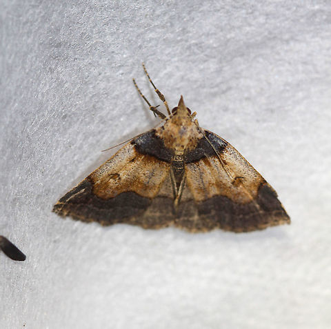 Variable Fan-foot - Zanclognatha laevigata Attracted to an LED light in a rural area. Geotagged,Moth,Moth Week 2020,United States,Variable Fan-Foot,Zanclognatha laevigata
