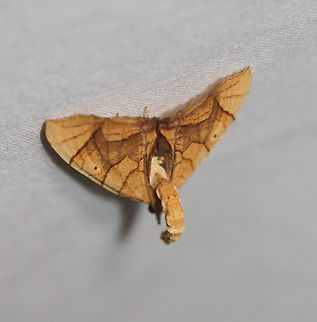 Lesser Grapevine Looper - Eulithis diversilineata Attracted to an LED light in a rural area. Eulithis diversilineata,Geotagged,Lesser grapevine looper,Moth,Moth Week 2020,Summer,United States