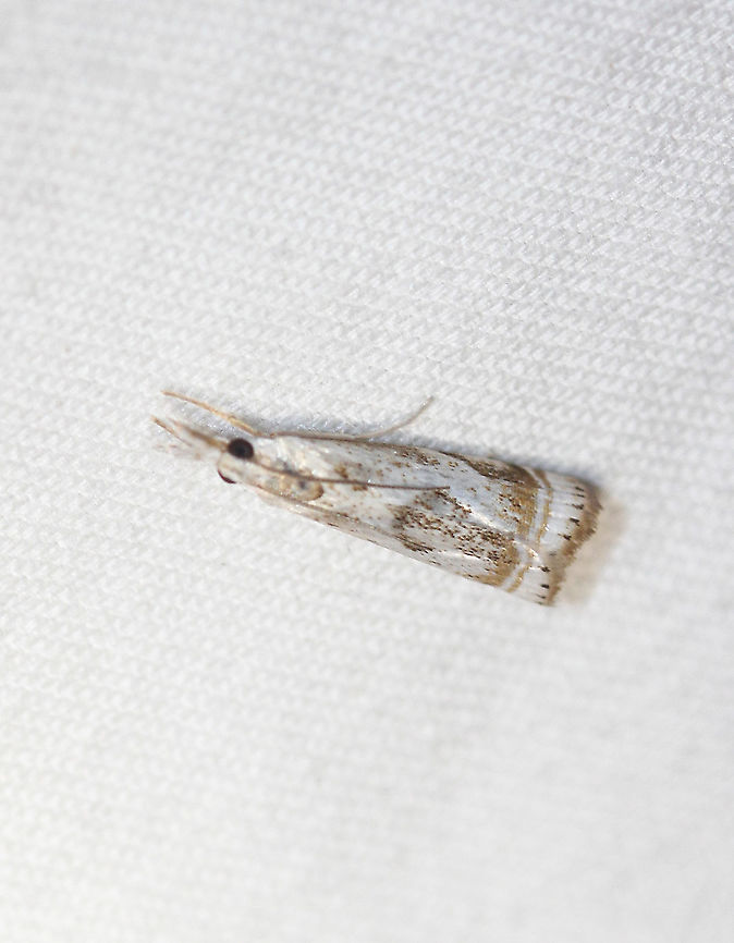 Elegant Grass-Veneer Moth - Microcrambus elegans Attracted to an LED light in a rural area. Elegant grass-veneer moth,Geotagged,Microcrambus elegans,Moth,Moth Week 2020,Summer,United States