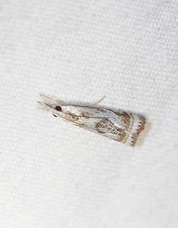 Elegant Grass-Veneer Moth - Microcrambus elegans Attracted to an LED light in a rural area. Elegant grass-veneer moth,Geotagged,Microcrambus elegans,Moth,Moth Week 2020,Summer,United States