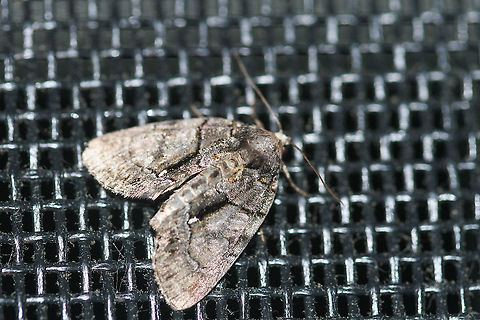 Cloaked Marvel Moth - Chytonix palliatricula Attracted to lights inside a house in a rural area. Chytonix palliatricula,Cloaked Marvel Moth,Geotagged,Moth,Summer,United States