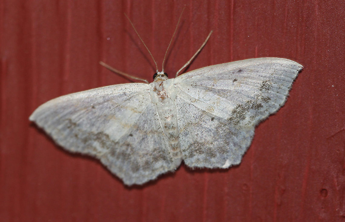 Large Lace-border - Scopula limboundata Attracted to an LED light in a rural area. Geotagged,Large Lace-border,Moth,Scopula limboundata,United States