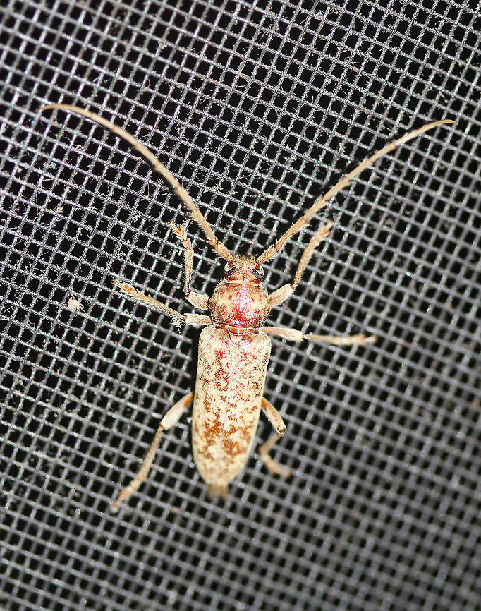Red Oak Borer - Enaphalodes rufulus Attracted to an LED light in a rural area. Enaphalodes rufulus,Geotagged,Red Oak Borer,Summer,United States,beetle