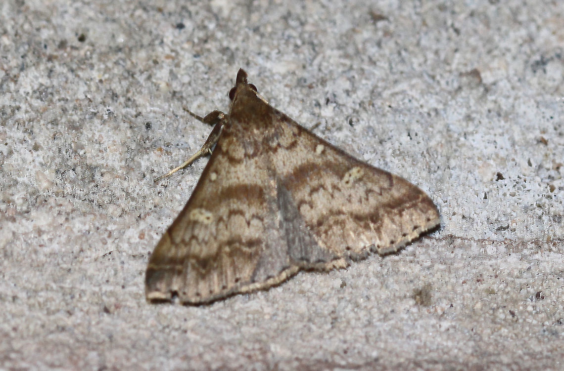 Discolored Renia Moth - Renia discoloralis Attracted to the lights of a house in a rural area.  Discolored Renia Moth,Geotagged,Moth,Renia discoloralis,Summer,United States