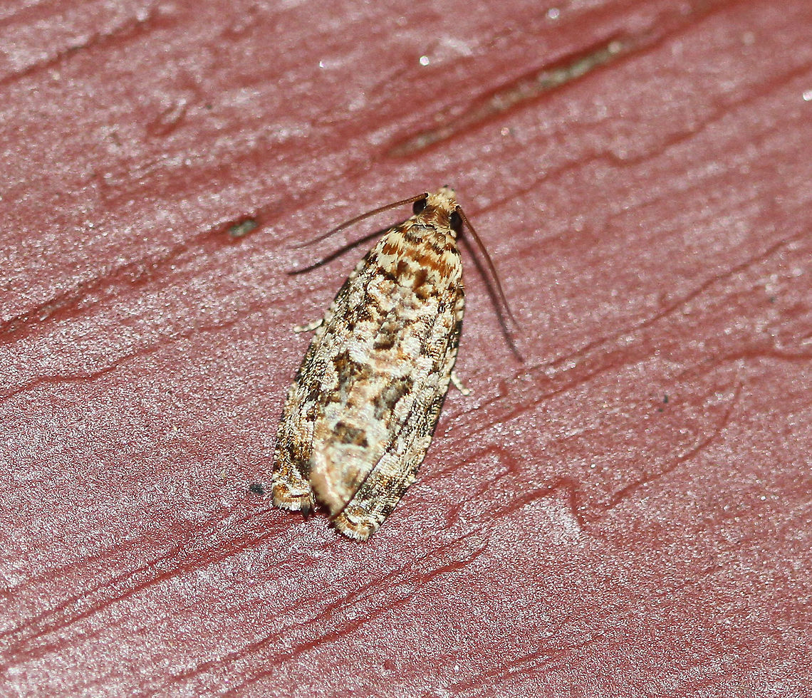 Labyrinth Moth - Phaecasiophora niveiguttana Attracted to an LED light in a rural area. Geotagged,Labyrinth Moth,Moth,Moth Week 2020,Phaecasiophora niveiguttana,Summer,United States