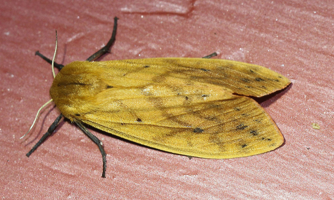 Isabella Tiger Moth - Pyrrharctia isabella Attracted to an LED light in a rural area.  Banded woolly bear,Geotagged,Isabella Tiger Moth,Moth,Moth Week 2020,Pyrrharctia isabella,Summer,United States
