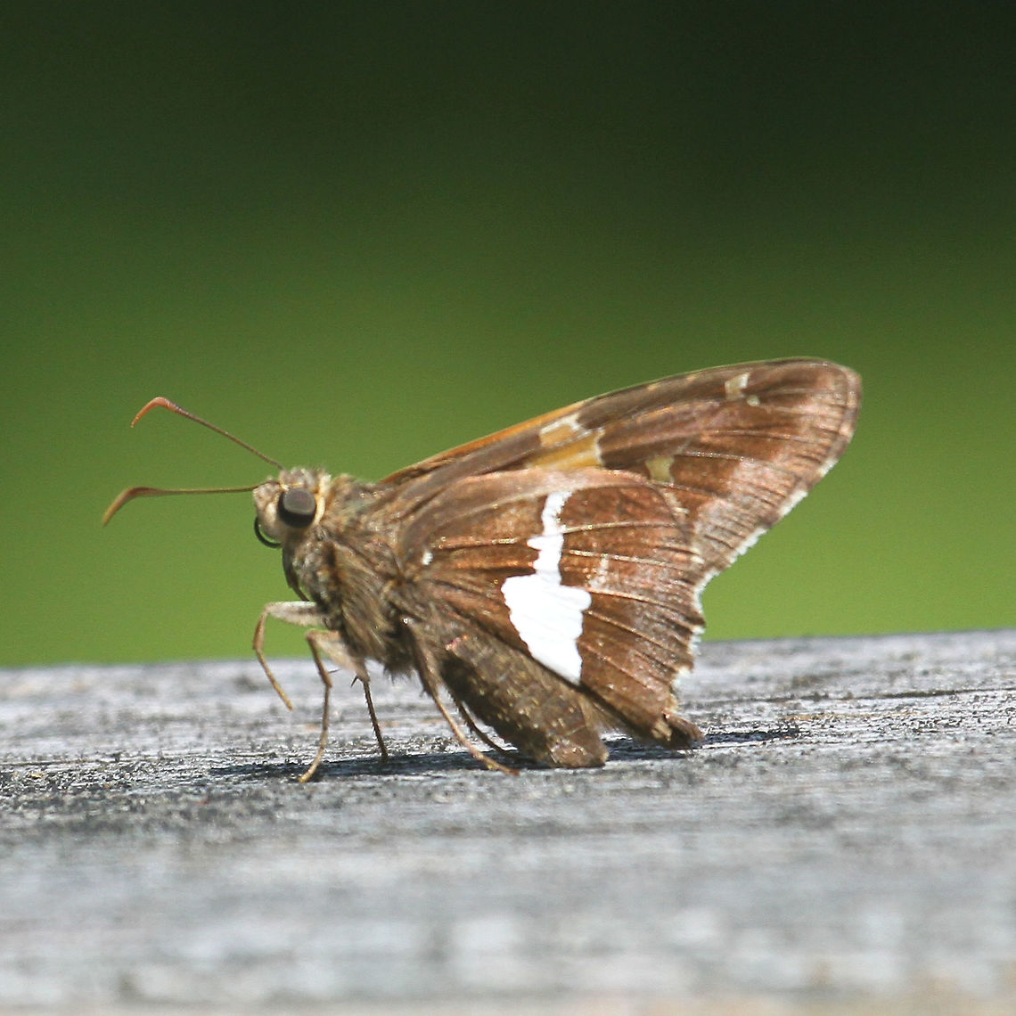 Silver-spotted Skipper - Epargyreus clarus  Butterfly,Epargyreus clarus,Geotagged,Silver-spotted Skipper,Spring,United States