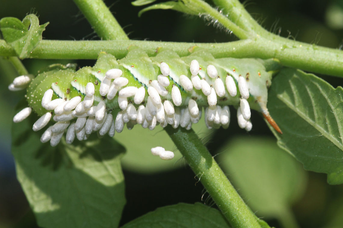 Tomato Hornworm parasitized by Braconid wasps  Geotagged,Manduca quinquemaculata,Summer,Tomato hornworm,United States