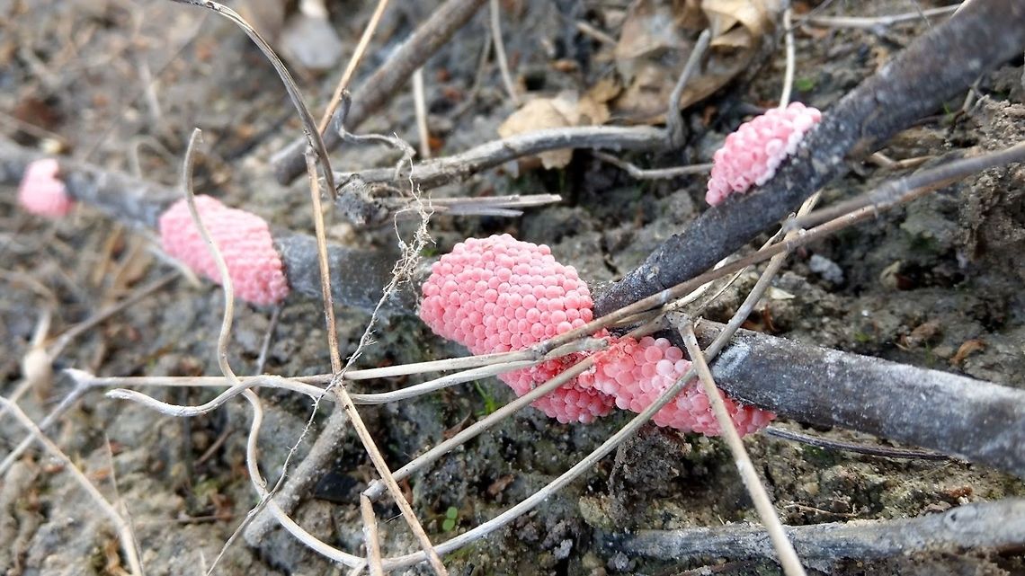 Apple Snail Eggs pink clusters of eggs. each measuring 2-3mm.<br />
found by a freshwater body. <br />
above the water on roots and plant structures.<br />
 Geotagged,Malaysia