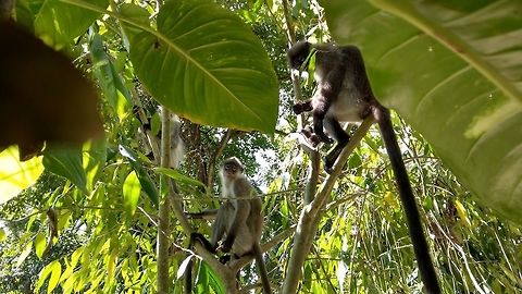 Lutung/ Dusky Leaf Monkeys slim black-grey body about 55cm. pale grey/white belly. long 70 cm tail. spectacled white rings around eyes. creamy patch over mouth. Dusky leaf monkey,Geotagged,Malaysia,Trachypithecus obscurus,malaysia