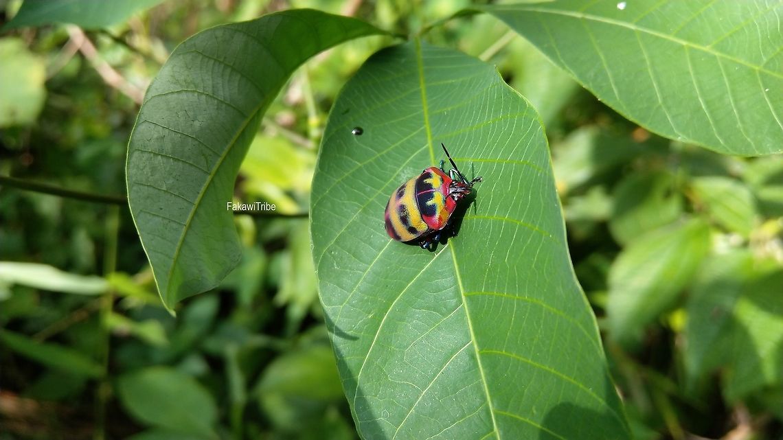 Unknown Beetle 1.5cm long beetle.<br />
lowland jungle of Malaysia Malaysia,beetle