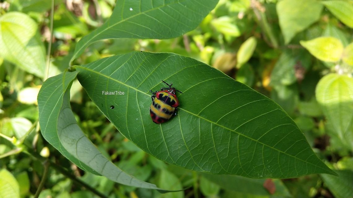 Shield Bug 1.5cm long beetle.<br />
lowland jungle of Malaysia Malaysia,shield bug