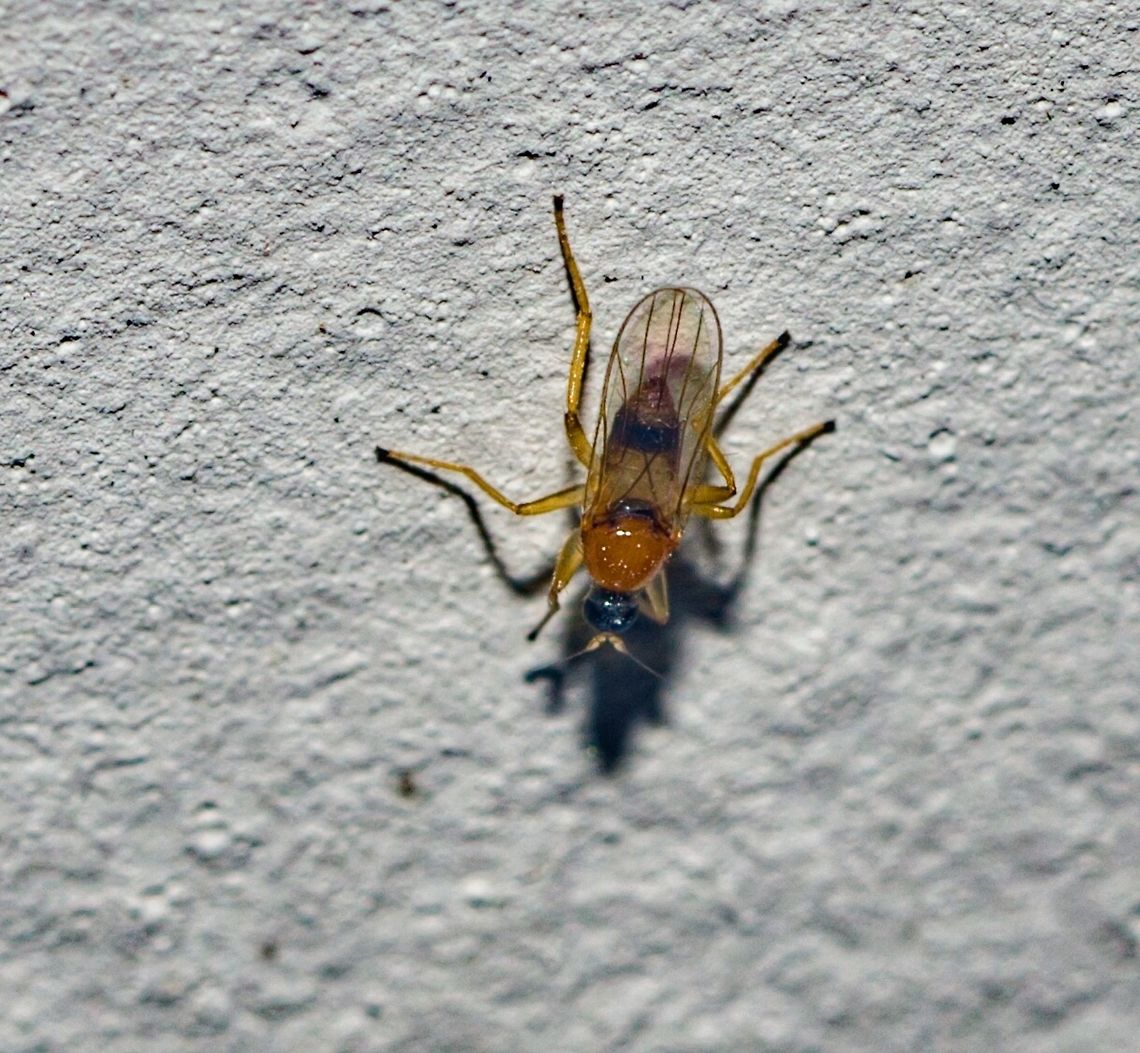 Elaphropeza cf. biseticauda - Dance Fly (Smith, 1893) Diptera: Brachycera: Muscomorpha: Empidoidea: Hybotidae: Tachydromiinae: Drapetini<br />
<br />
VERS&Atilde;O EM PORTUGU&Ecirc;S AQUI:<br />
<br />
Tirada 10 de Mar&ccedil;o, 2018 &agrave;s 19:19:46, 16&ordm; andar de um pr&eacute;dio no Brasil, estado do Cear&aacute;, cidade de Fortaleza.<br />
<br />
O sujeito retratado media cerca de 2mm de comprimento, para mais ou para menos e aparenta ser uma f&ecirc;mea.<br />
<br />
Elaphropeza &eacute; um g&ecirc;nero de moscas predadoras da ordem Diptera, subordem Brachycera, infraordem Muscomorpha, superfam&iacute;lia Empidoidea, fam&iacute;lia Hybotidae, subfam&iacute;lia Tachydromiinae e tribo Drapetini.<br />
<br />
Morfologia: <a href="http://rmbr.nus.edu.sg/news/pdf/20070621-Shamshev_Grootaert-Zootaxa2007-Oriental" rel="nofollow">http://rmbr.nus.edu.sg/news/pdf/20070621-Shamshev_Grootaert-Zootaxa2007-Oriental</a> Elaphropeza.pdf<br />
<br />
Agrade&ccedil;o ao Geoff Williams (<a href="https://www.facebook.com/profile.php?id=100008754940277&amp;fref=gc&amp;dti=1496801680630149)" rel="nofollow">https://www.facebook.com/profile.php?id=100008754940277&amp;fref=gc&amp;dti=1496801680630149)</a> pela sugest&atilde;o do g&ecirc;nero e redirecionamento ao Dan Bickel que me recomendou um expert, o Jos&eacute; Rafael do INPA (Instituto Nacional de Preserva&ccedil;&atilde;o Ambiental) a quem agrade&ccedil;o pela confirma&ccedil;&atilde;o do g&ecirc;nero e sugest&atilde;o da esp&eacute;cie.<br />
<br />
O sujeito retratado possui uma termin&aacute;lia vis&iacute;vel, o que indica que &eacute; um macho. Gl&acirc;ndulas de ferom&ocirc;nio variam entre esp&eacute;cies.<br />
<br />
Elaphropeza s&atilde;o mais comumente encontradas em meio selvagem nas folhas, ervas, arbustos e &aacute;rvores de florestas em todas as regi&otilde;es tropicais do mundo. A agrega&ccedil;&atilde;o &eacute; alcan&ccedil;ada atrav&eacute;s de comunica&ccedil;&otilde;es qu&iacute;micas entre membros da mesma esp&eacute;cie; devido a amplitude de distribui&ccedil;&atilde;o do g&ecirc;nero, eles precisam se comunicar atrav&eacute;s de dist&acirc;ncias maiores para encontrarem os parceiros. Os adultos s&atilde;o predadores de pequenos artr&oacute;podes Desconhe&ccedil;o o comportamento das larvas e o processo ovo-adulto.<br />
<br />
Elaphropeza possuem um occipital convexo, gena pouco desenvolvida, dois pares de cerdas ocelares, olhos com microtrichia, p&oacute;s-pedicular c&ocirc;nico ou lanceolado contendo um "estilete" distal em formato de aresta, anepisterno nu, c&eacute;lula basal radial (br) reduzida nas asas e modifica&ccedil;&otilde;es abdominais intrasegmentais entre os tergitos 3-5 ou 4-5. Essas caracter&iacute;sticas as distinguem de forma gen&eacute;rica de outros Tachydrom&iacute;neos (Shamshev and Grootaert, 2007; Cumming and Sinclair, 2009).<br />
<br />
Huber et al. (2007) sugere que a posi&ccedil;&atilde;o de acasalamento de Hybot&iacute;deos, baseado em fotografias de pares durante a c&oacute;pula, compreende a falso-macho-em-cima, "onde o macho fica acima da f&ecirc;mea mas curva seu abdome para o lado envolta dela para que sua genit&aacute;lia entre em contato com a f&ecirc;mea por baixo".<br />
<br />
Algumas entidades consideram Elaphropeza (Macquart, 1827) um subg&ecirc;nero de Drapetis (Meigen, 1822).<br />
<br />
Informa&ccedil;&otilde;es cercando o processo ovo-adulto e comportamento larval me s&atilde;o desconhecidas e ser&atilde;o apreciadas e devidamente creditadas se fornecidas.<br />
<br />
MAIS FONTES:<br />
<br />
<a href="https://books.google.com.br/books?id=SQPvCAAAQBAJ&amp;pg=PA186&amp;lpg=PA186&amp;dq=elaphropeza+larva&amp;source=bl&amp;ots=qyuslq5eVn&amp;sig=P9JNYqf-2FXamX0JnaU3tKvdzJ8&amp;hl=pt-BR&amp;sa=X&amp;ved=0ahUKEwjEy6HytajaAhVDHJAKHdVOAVAQ6AEIQDAK" rel="nofollow">https://books.google.com.br/books?id=SQPvCAAAQBAJ&amp;pg=PA186&amp;lpg=PA186&amp;dq=elaphropeza+larva&amp;source=bl&amp;ots=qyuslq5eVn&amp;sig=P9JNYqf-2FXamX0JnaU3tKvdzJ8&amp;hl=pt-BR&amp;sa=X&amp;ved=0ahUKEwjEy6HytajaAhVDHJAKHdVOAVAQ6AEIQDAK</a><br />
<br />
<a href="http://www.scielo.br/scielo.php?script=sci_arttext&amp;pid=S0044-59672011000400014" rel="nofollow">http://www.scielo.br/scielo.php?script=sci_arttext&amp;pid=S0044-59672011000400014</a><br />
<br />
ENGLISH VERSION HERE:<br />
<br />
Picture taken on the 10th of March, 2018 at 07:19:46pm on the 16th floor of a flat in Brazil, state of Cear&aacute;, city of Fortaleza.<br />
<br />
The subject portrayed measured more or less around 2mm in length.<br />
<br />
Elaphropeza is a genus of predatory flies in the order Diptera, suborder Brachycera, infraorder Muscomorpha, superfamily Empidoidea, family Hybotidae, subfamily Tachydromiinae and tribe Drapetini.<br />
<br />
MORPHOLOGY: <a href="http://rmbr.nus.edu.sg/news/pdf/20070621-Shamshev_Grootaert-Zootaxa2007-Oriental" rel="nofollow">http://rmbr.nus.edu.sg/news/pdf/20070621-Shamshev_Grootaert-Zootaxa2007-Oriental</a> Elaphropeza.pdf<br />
<br />
Thank you to Geoff Williams (<a href="http://www.facebook.com/profile.php?id=100008754940277&amp;fref;=)" rel="nofollow">http://www.facebook.com/profile.php?id=100008754940277&amp;fref;=)</a> for the genus suggestion and for redirecting me to Dan Bickel, who recommended an expert, Jos&eacute; Rafael of the INPA (Instituto Nacional de Preserva&ccedil;&atilde;o Ambiental) who I thank you for the genus confirmation and species suggestion.<br />
<br />
The subject portrayed has a visible terminalia which suggests it is a male. Pheromone glands vary morphologically between species.<br />
<br />
Elaphropeza are most commonly found in the wild on the leaves, herbs, shrubs and trees of forests in all tropical regions of the world. Aggregation is achieved through chemical communications between members of the same species; since the genus has wider distribution they need to communicate through longer distances to find partners. Adults are predators of small arthropods. I'm unaware on the behaviour of the larvae or about the egg-adult process.<br />
<br />
Elaphropeza possess a convex occiput, undeveloped gena, two pairs of ocellar setae, eyes with microtrichia, conical to lanceolate postpedical bearing a distal arista-like stylus, bare anepisternum, shortened basal radial cell (br) on the wings and intersegmental abdominal modification between tergites 3-5 or 4-5. These traits generically distinguish them from other Tachydromiines (Shamshev and Grootaert, 2007; Cumming and Sinclair, 2009).<br />
<br />
Huber et al. (2007) suggests that the mating position in Hybotids based on photographs of pairs during copulation comprises of a false-male-above, "where the male sits above the female but bends his abdomen sideways around her so that his genitalia contact the female from below".<br />
<br />
A few entities consider Elaphropeza (Macquart, 1827) a subgenus of Drapetis (Meigen, 1822).<br />
<br />
Informations on the egg-adult process are unknown to me and will be appreciated and credited if given.<br />
<br />
<a href="https://books.google.com.br/books?id=SQPvCAAAQBAJ&amp;pg=PA186&amp;lpg=PA186&amp;dq=elaphropeza+larva&amp;source=bl&amp;ots=qyuslq5eVn&amp;sig=P9JNYqf-2FXamX0JnaU3tKvdzJ8&amp;hl=pt-BR&amp;sa=X&amp;ved=0ahUKEwjEy6HytajaAhVDHJAKHdVOAVAQ6AEIQDAK" rel="nofollow">https://books.google.com.br/books?id=SQPvCAAAQBAJ&amp;pg=PA186&amp;lpg=PA186&amp;dq=elaphropeza+larva&amp;source=bl&amp;ots=qyuslq5eVn&amp;sig=P9JNYqf-2FXamX0JnaU3tKvdzJ8&amp;hl=pt-BR&amp;sa=X&amp;ved=0ahUKEwjEy6HytajaAhVDHJAKHdVOAVAQ6AEIQDAK</a><br />
<br />
<a href="http://www.scielo.br/scielo.php?script=sci_arttext&amp;pid=S0044-59672011000400014" rel="nofollow">http://www.scielo.br/scielo.php?script=sci_arttext&amp;pid=S0044-59672011000400014</a> Arthropoda,Brachycera,Brazil,Diptera,Drapetini Fly,Elaphropeza,Elaphropeza biseticauda,Elaphropeza sp,Elaphropeza sp.,Geotagged,Hybotidae,Macro,Muscomorpha,Tachydromiinae,arthropod,biseticauda,brasil,brazil,ceara,cear&aacute;