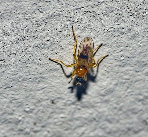 Elaphropeza cf. biseticauda - Dance Fly (Smith, 1893) Diptera: Brachycera: Muscomorpha: Empidoidea: Hybotidae: Tachydromiinae: Drapetini

VERS&Atilde;O EM PORTUGU&Ecirc;S AQUI:

Tirada 10 de Mar&ccedil;o, 2018 &agrave;s 19:19:46, 16&ordm; andar de um pr&eacute;dio no Brasil, estado do Cear&aacute;, cidade de Fortaleza.

O sujeito retratado media cerca de 2mm de comprimento, para mais ou para menos e aparenta ser uma f&ecirc;mea.

Elaphropeza &eacute; um g&ecirc;nero de moscas predadoras da ordem Diptera, subordem Brachycera, infraordem Muscomorpha, superfam&iacute;lia Empidoidea, fam&iacute;lia Hybotidae, subfam&iacute;lia Tachydromiinae e tribo Drapetini.

Morfologia: http://rmbr.nus.edu.sg/news/pdf/20070621-Shamshev_Grootaert-Zootaxa2007-Oriental Elaphropeza.pdf

Agrade&ccedil;o ao Geoff Williams (https://www.facebook.com/profile.php?id=100008754940277&fref=gc&dti=1496801680630149) pela sugest&atilde;o do g&ecirc;nero e redirecionamento ao Dan Bickel que me recomendou um expert, o Jos&eacute; Rafael do INPA (Instituto Nacional de Preserva&ccedil;&atilde;o Ambiental) a quem agrade&ccedil;o pela confirma&ccedil;&atilde;o do g&ecirc;nero e sugest&atilde;o da esp&eacute;cie.

O sujeito retratado possui uma termin&aacute;lia vis&iacute;vel, o que indica que &eacute; um macho. Gl&acirc;ndulas de ferom&ocirc;nio variam entre esp&eacute;cies.

Elaphropeza s&atilde;o mais comumente encontradas em meio selvagem nas folhas, ervas, arbustos e &aacute;rvores de florestas em todas as regi&otilde;es tropicais do mundo. A agrega&ccedil;&atilde;o &eacute; alcan&ccedil;ada atrav&eacute;s de comunica&ccedil;&otilde;es qu&iacute;micas entre membros da mesma esp&eacute;cie; devido a amplitude de distribui&ccedil;&atilde;o do g&ecirc;nero, eles precisam se comunicar atrav&eacute;s de dist&acirc;ncias maiores para encontrarem os parceiros. Os adultos s&atilde;o predadores de pequenos artr&oacute;podes Desconhe&ccedil;o o comportamento das larvas e o processo ovo-adulto.

Elaphropeza possuem um occipital convexo, gena pouco desenvolvida, dois pares de cerdas ocelares, olhos com microtrichia, p&oacute;s-pedicular c&ocirc;nico ou lanceolado contendo um "estilete" distal em formato de aresta, anepisterno nu, c&eacute;lula basal radial (br) reduzida nas asas e modifica&ccedil;&otilde;es abdominais intrasegmentais entre os tergitos 3-5 ou 4-5. Essas caracter&iacute;sticas as distinguem de forma gen&eacute;rica de outros Tachydrom&iacute;neos (Shamshev and Grootaert, 2007; Cumming and Sinclair, 2009).

Huber et al. (2007) sugere que a posi&ccedil;&atilde;o de acasalamento de Hybot&iacute;deos, baseado em fotografias de pares durante a c&oacute;pula, compreende a falso-macho-em-cima, "onde o macho fica acima da f&ecirc;mea mas curva seu abdome para o lado envolta dela para que sua genit&aacute;lia entre em contato com a f&ecirc;mea por baixo".

Algumas entidades consideram Elaphropeza (Macquart, 1827) um subg&ecirc;nero de Drapetis (Meigen, 1822).

Informa&ccedil;&otilde;es cercando o processo ovo-adulto e comportamento larval me s&atilde;o desconhecidas e ser&atilde;o apreciadas e devidamente creditadas se fornecidas.

MAIS FONTES:

https://books.google.com.br/books?id=SQPvCAAAQBAJ&pg=PA186&lpg=PA186&dq=elaphropeza+larva&source=bl&ots=qyuslq5eVn&sig=P9JNYqf-2FXamX0JnaU3tKvdzJ8&hl=pt-BR&sa=X&ved=0ahUKEwjEy6HytajaAhVDHJAKHdVOAVAQ6AEIQDAK

http://www.scielo.br/scielo.php?script=sci_arttext&pid=S0044-59672011000400014

ENGLISH VERSION HERE:

Picture taken on the 10th of March, 2018 at 07:19:46pm on the 16th floor of a flat in Brazil, state of Cear&aacute;, city of Fortaleza.

The subject portrayed measured more or less around 2mm in length.

Elaphropeza is a genus of predatory flies in the order Diptera, suborder Brachycera, infraorder Muscomorpha, superfamily Empidoidea, family Hybotidae, subfamily Tachydromiinae and tribe Drapetini.

MORPHOLOGY: http://rmbr.nus.edu.sg/news/pdf/20070621-Shamshev_Grootaert-Zootaxa2007-Oriental Elaphropeza.pdf

Thank you to Geoff Williams (http://www.facebook.com/profile.php?id=100008754940277&fref;=) for the genus suggestion and for redirecting me to Dan Bickel, who recommended an expert, Jos&eacute; Rafael of the INPA (Instituto Nacional de Preserva&ccedil;&atilde;o Ambiental) who I thank you for the genus confirmation and species suggestion.

The subject portrayed has a visible terminalia which suggests it is a male. Pheromone glands vary morphologically between species.

Elaphropeza are most commonly found in the wild on the leaves, herbs, shrubs and trees of forests in all tropical regions of the world. Aggregation is achieved through chemical communications between members of the same species; since the genus has wider distribution they need to communicate through longer distances to find partners. Adults are predators of small arthropods. I'm unaware on the behaviour of the larvae or about the egg-adult process.

Elaphropeza possess a convex occiput, undeveloped gena, two pairs of ocellar setae, eyes with microtrichia, conical to lanceolate postpedical bearing a distal arista-like stylus, bare anepisternum, shortened basal radial cell (br) on the wings and intersegmental abdominal modification between tergites 3-5 or 4-5. These traits generically distinguish them from other Tachydromiines (Shamshev and Grootaert, 2007; Cumming and Sinclair, 2009).

Huber et al. (2007) suggests that the mating position in Hybotids based on photographs of pairs during copulation comprises of a false-male-above, "where the male sits above the female but bends his abdomen sideways around her so that his genitalia contact the female from below".

A few entities consider Elaphropeza (Macquart, 1827) a subgenus of Drapetis (Meigen, 1822).

Informations on the egg-adult process are unknown to me and will be appreciated and credited if given.

https://books.google.com.br/books?id=SQPvCAAAQBAJ&pg=PA186&lpg=PA186&dq=elaphropeza+larva&source=bl&ots=qyuslq5eVn&sig=P9JNYqf-2FXamX0JnaU3tKvdzJ8&hl=pt-BR&sa=X&ved=0ahUKEwjEy6HytajaAhVDHJAKHdVOAVAQ6AEIQDAK

http://www.scielo.br/scielo.php?script=sci_arttext&pid=S0044-59672011000400014 Arthropoda,Brachycera,Brazil,Diptera,Drapetini Fly,Elaphropeza,Elaphropeza biseticauda,Elaphropeza sp,Elaphropeza sp.,Geotagged,Hybotidae,Macro,Muscomorpha,Tachydromiinae,arthropod,biseticauda,brasil,brazil,ceara,cear&aacute;