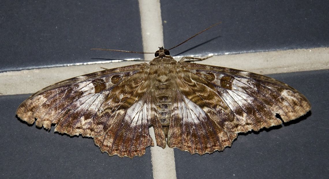 Letis specularis - Letis Moth / Mariposa-Letis (H&uuml;bner, 1821) Lepidoptera: Bombycina: Noctuoidea: Erebidae: Erebinae: Thermosiini<br />
<br />
VERS&Atilde;O EM PORTUGU&Ecirc;S AQUI:<br />
<br />
No momento (9 de Abril, 2018), Letis specularis &eacute; uma mariposa alocada na ordem Lepidoptera, superfam&iacute;lia Noctuoidea, fam&iacute;lia Erebidae (anteriormente Noctuidae), subfam&iacute;lia Erebinae e tribo Thermesiini. Esse g&ecirc;nero sofreu in&uacute;meras mudan&ccedil;as com o decorrer dos anos e pode sofrer mais. Voc&ecirc; pode encontrar mais informa&ccedil;&otilde;es sobre isso aqui: <a href="https://www.zobodat.at/pdf/Quad_6_0141-0152.pdf" rel="nofollow">https://www.zobodat.at/pdf/Quad_6_0141-0152.pdf</a><br />
<br />
As larvas provavelmente se alimentam de Fabaceae e s&atilde;o conhecidas por terem o h&aacute;bito de coletar folhas para pupar; este comportamento provavelmente &eacute; atribu&iacute;do &agrave; camuflagem no meio em que est&atilde;o para protegerem-se de potenciais predadores. Desconhe&ccedil;o se possuem outra(s) planta(s) hospedeira(s). Os adultos s&atilde;o nect&iacute;voros, de atividade noturna. Os adultos s&atilde;o grandes; a envergadura alar dos machos varia entre 80-85mm, e a envergadura alar das f&ecirc;meas varia entre 90-95mm. Esta deve ser uma f&ecirc;mea. Cada asa &eacute; marcada por uma mancha transl&uacute;cida esbranqui&ccedil;ada. O lado de tr&aacute;s das asas posteriores s&atilde;o caracter&iacute;sticas e podem servir na diferencia&ccedil;&atilde;o da Feigeria scops (Guen&eacute;e, 1852) (sin&ocirc;nimo: Letis scops (Guen&eacute;e, 1852)) (<a href="http://v3.boldsystems.org/index.php/Taxbrowser_Taxonpage?taxid=391171)" rel="nofollow">http://v3.boldsystems.org/index.php/Taxbrowser_Taxonpage?taxid=391171)</a> al&eacute;m da distribui&ccedil;&atilde;o.<br />
<br />
Sutis ou (questionavelmente) moderadas mudan&ccedil;as de cores foram documentadas em Letis specularis e todos estes indiv&iacute;duos foram assim identificados; isso pode dar-se por alguma varia&ccedil;&atilde;o intraespec&iacute;fica (que &eacute; mais prov&aacute;vel) ou, dado o passado complicado dessa mariposa e a falta de estudos (pelo menos os que s&atilde;o conhecidos por mim), elas PODEM ser alocadas em diferentes esp&eacute;cies. Por enquanto, esta &eacute; uma Letis specularis.<br />
<br />
Aqui est&aacute; uma foto da larva de Letis specularis em um est&aacute;gio menos avan&ccedil;ado de desenvolvimento e a poss&iacute;vel planta hospedeira, e de uma larva em um est&aacute;gio de desenvolvimento mais avan&ccedil;ado, tal como sua pupa, ambas cortesia do amigo Wolfgang Walz:<br />
<br />
<a href="https://flic.kr/p/7Qrt16" rel="nofollow">https://flic.kr/p/7Qrt16</a><br />
<br />
<a href="https://flic.kr/p/7TMkYA" rel="nofollow">https://flic.kr/p/7TMkYA</a><br />
<br />
De acordo com Wolfgang Walz, &eacute; sabido que larvas de algumas esp&eacute;cies de Lepidoptera se alimentam de certas plantas e migram para outras para descansar, precisamente o que ele acha que ocorreu com o segundo indiv&iacute;duo. Ele tamb&eacute;m mencionou que o processo cris&aacute;lida-adulto (metamorfose) leva cerca de 20 dias, para mais ou para menos, e que polimorfismo &eacute; atribu&iacute;do &agrave; essa esp&eacute;cie.<br />
<br />
Outra fonte:<br />
<br />
<a href="https://www.researchgate.net/publication/290813738_Le_Genre_Letis_Hubner_1821_sensu_lato_en_Guyane_francaise_Lepidoptera_Erebidae_Erebinae" rel="nofollow">https://www.researchgate.net/publication/290813738_Le_Genre_Letis_Hubner_1821_sensu_lato_en_Guyane_francaise_Lepidoptera_Erebidae_Erebinae</a><br />
<br />
Data: 27 de Janeiro, 2018 &agrave;s 22:12:53<br />
Local: Brasil, Cear&aacute;, Fortaleza (Lat: -3.75, Long: -38.51, 16&ordm; andar)<br />
<br />
ENGLISH VERSION HERE:<br />
<br />
Right now (9th of April, 2018), Letis specularis is a moth placed in the order Lepidoptera, superfamily Noctuoidea, family Erebidae (previously Noctuidae), subfamily Erebinae and tribe Thermesiini. This genus suffered from numerous changes through the years and might suffer more. You can find more about this here: www.zobodat.at/pdf/Quad_6_0141-0152.pdf<br />
<br />
The larvae probably feed on Fabaceae and are known to have the habit of collecting leaves to pupate, probably a camouflage mechanism to hide from potential predators. I'm unaware if there are other host plants. Adults are nectarivorous and of nocturnal activity. The adult moths are large; the males' wingspan lies somewhere around 80-85mm, whereas the females' wingspan lies somewhere around 90-95mm. Each wing is marked with a whitish, translucid spot. The back of the hindwings are chracteristic and can serve as differentiation from Feigeria scops (Guen&eacute;e, 1852) (syn: Letis scops (Guen&eacute;e, 1852))(<a href="http://v3.boldsystems.org/index.php/Taxbrowser_Taxonpage?taxid=391171)" rel="nofollow">http://v3.boldsystems.org/index.php/Taxbrowser_Taxonpage?taxid=391171)</a> besides distribution.<br />
 <br />
Subtle or questionably fair color changes have been reported on Letis specularis and all individuals with those changes were identified as Letis specularis; this could be due to some intraspecific variation (which is more probable) or, given this moth's complicated past and lack of studies (at least of those known to me), they MIGHT be assembled into a different species. For now, this is a Letis specularis.<br />
 <br />
Here is a picture of the larva of Letis specularis on an earlier stage of development and a possible host plant, and of a larva in a later stage of development, as well as the pupa, both courtesy of friend Wolfgang Walz:<br />
 <br />
<a href="https://flic.kr/p/7Qrt16" rel="nofollow">https://flic.kr/p/7Qrt16</a><br />
<br />
<a href="https://flic.kr/p/7TMkYA" rel="nofollow">https://flic.kr/p/7TMkYA</a><br />
<br />
According to Wolfgang Walz, it is known that some species of Lepidoptera larvae feed on certain plants and migrate to another to rest, which he thinks is the case for the second individual. Furthermore, he goes on to say that the chrysalis-adult (metamorphosis) process takes around, more or less, 20 days and that polymorphism is attributed to the species.<br />
<br />
 <br />
Other source:<br />
<br />
<a href="https://www.researchgate.net/publication/290813738_Le_Genre_Letis_Hubner_1821_sensu_lato_en_Guyane_francaise_Lepidoptera_Erebidae_Erebinae" rel="nofollow">https://www.researchgate.net/publication/290813738_Le_Genre_Letis_Hubner_1821_sensu_lato_en_Guyane_francaise_Lepidoptera_Erebidae_Erebinae</a><br />
<br />
Date: 27th of January, 2018 at 10:12:53pm.<br />
Location: Brazil, Cear&aacute;, Fortaleza (Lat: -3.75, Long: -38.51, 16th floor) Brazil,Erebid moth,Erebidae,Erebinae,Geotagged,Lepidoptera,Letis Moth,Letis specularis,Moth,Noctuoidea,South America,am&eacute;rica do sul,biologia,biology,brasil,ceara,cear&aacute;,entomologia,entomology,fortaleza