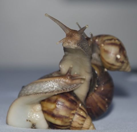 Lissachatina fulica (ex: Achatina fulica) - Giant African Snail / Giant African Landsnail (F&eacute;russac, 1821) Full post here: https://www.jungledragon.com/image/58910/lissachatina_fulica_ex_achatina_fulica_-_giant_african_snail_caracol-gigante-africano_frussac_1821.html Achatina fulica,Achatinidae,Achatininae,Achatinoidea,Brazil,Gastropod,Gastropoda,Geotagged,Giant African Snail,Heterobranchia,Lissachatina,Lissachatina fulica,Orthogastropoda,Pulmonata,Sigmurethra,Snail,Stylommatophora,brasil,ceara,cear&aacute;